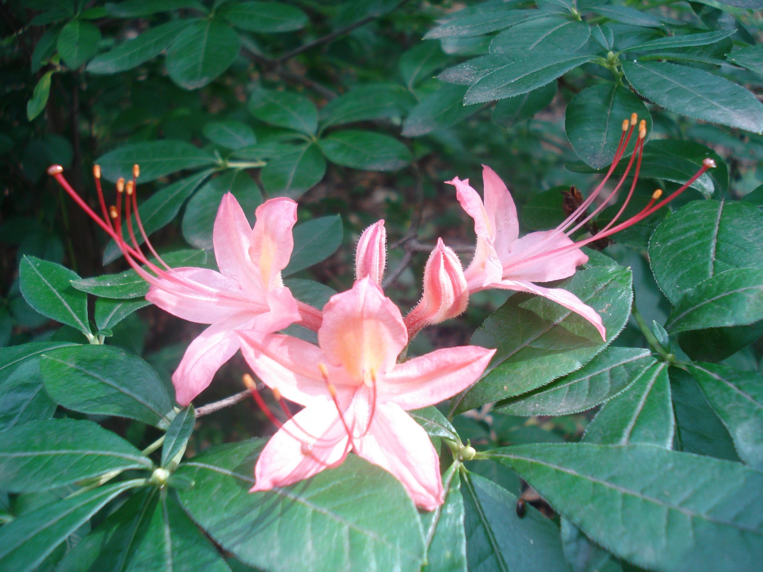 Rhododendron_JenkinsArb