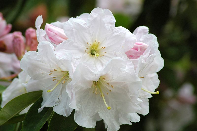 Rhododendron_fortunei_subsp