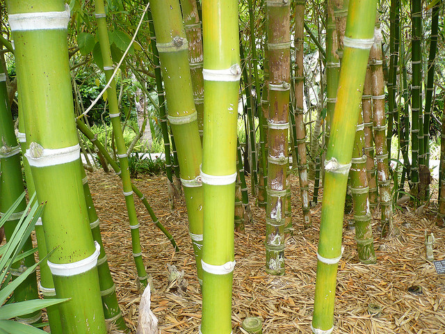 bamboo at SDBG