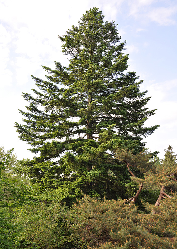 needle-fir Morris Arboretum