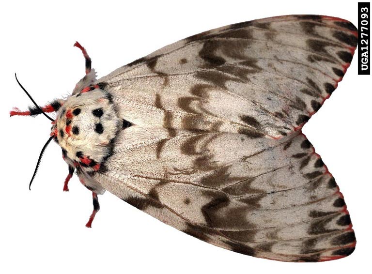 Rosy Moth