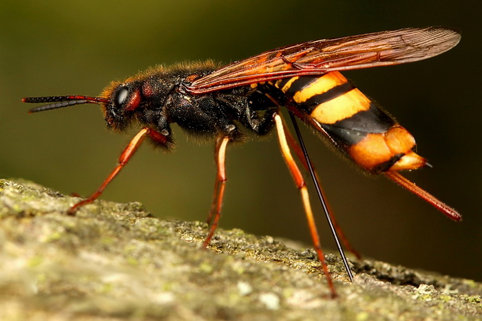 Tremex wood wasp