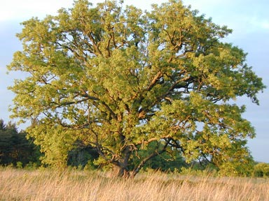 Signature-Tree