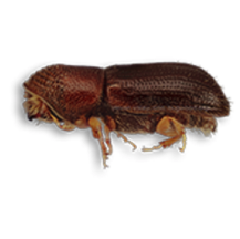 walnut twig beetle/thousand cankers disease
