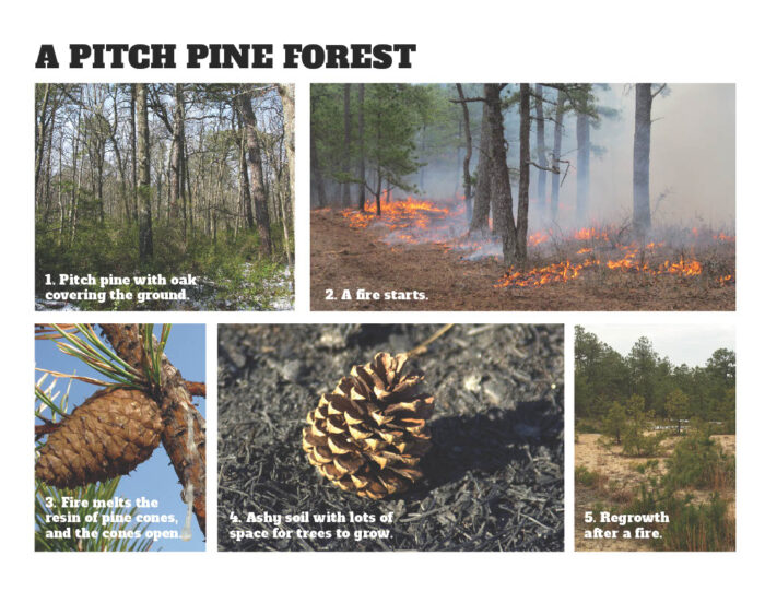 photos of the pine cones, a pine forest of file and the aftermath