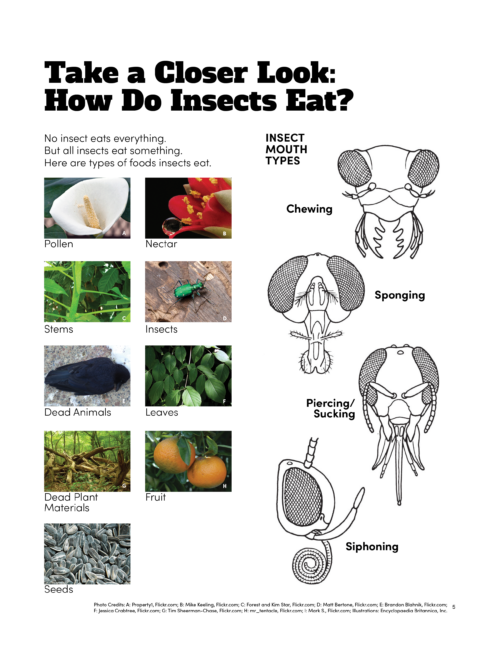 images of insect heads and mouth parts and images of things insects eat
