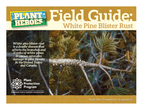 front cover of the field guide with pine branches covered in White Pine Blister Rust.