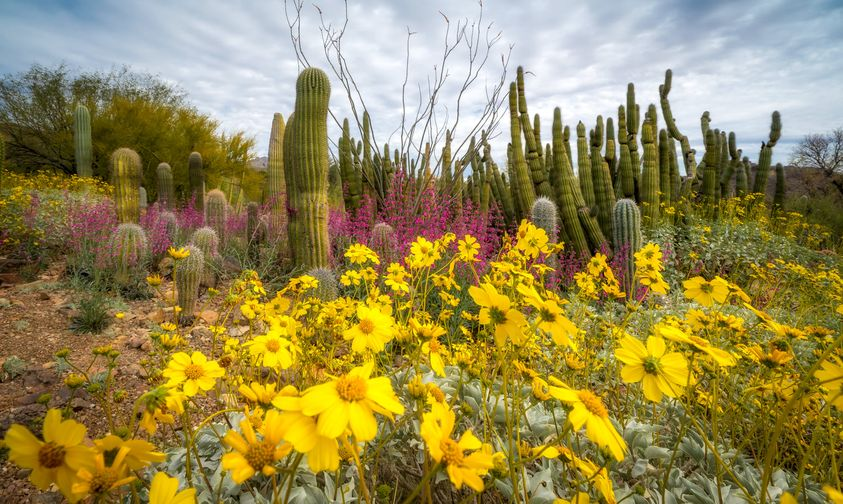 Arizona-Sonora Desert Museum Garden Map Photo