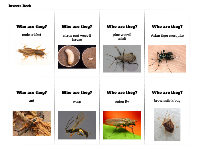 insect deck card handouts with pictures of insects