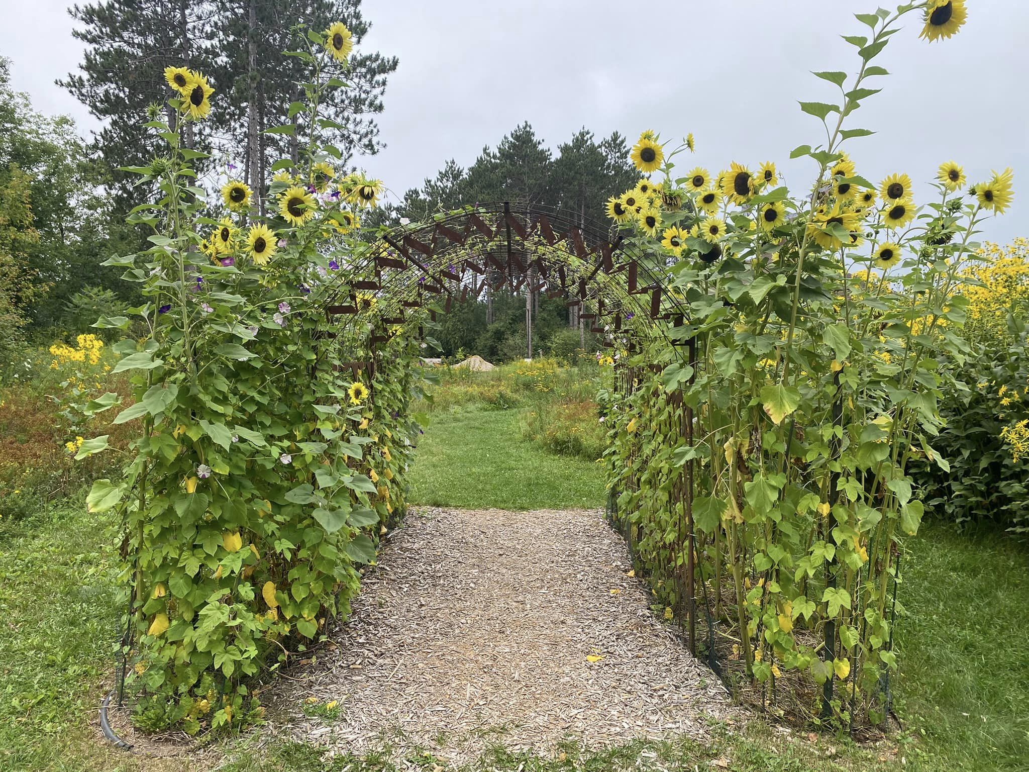 Monk Botanical Gardens - sunflowers